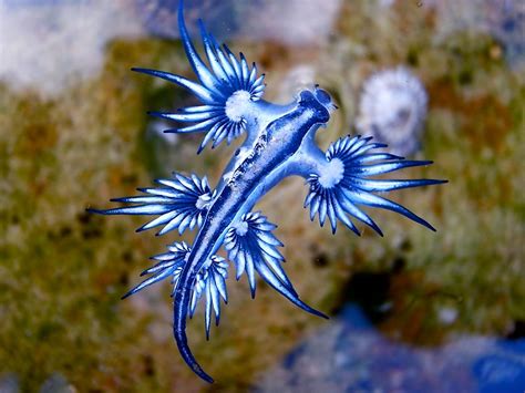 Blue Makoc: A Delicate Balance in the Ecosystem